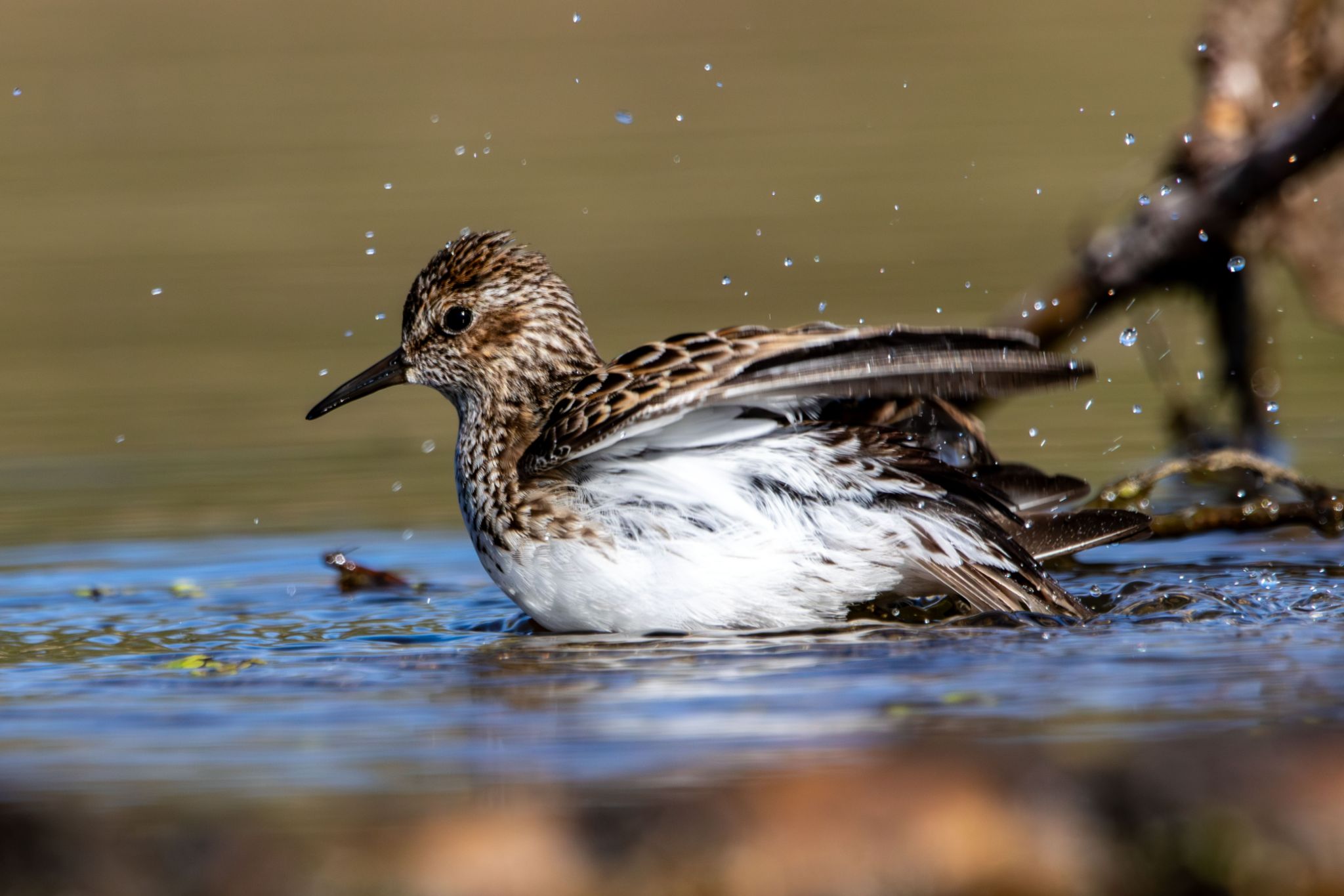 IMG 2112 Enhanced NR 1 copy